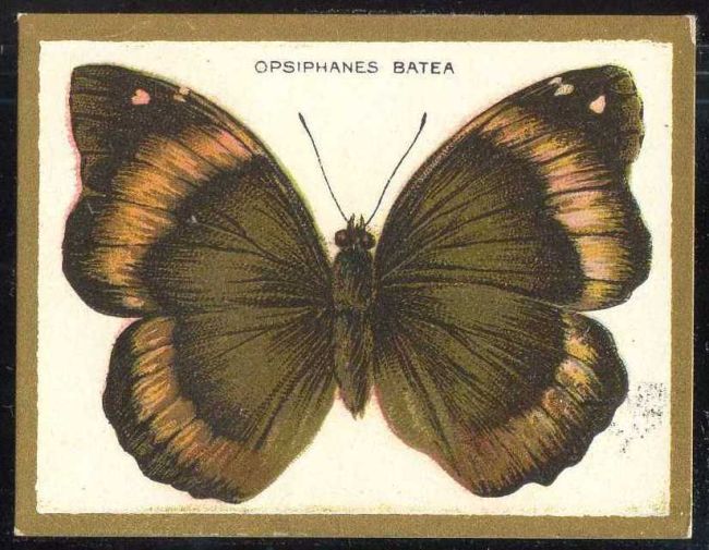 Opsiphanes Batea